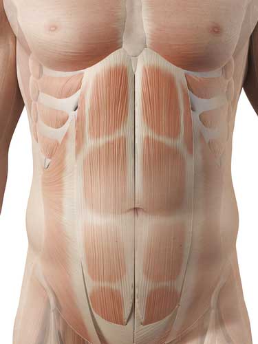 Human Torso Muscle Anatomy / Human Torso With Muscles And Open Back 27